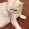 Gatitos pa tu Chat 2😹😻 12