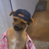 Memes para reaccionar 🤣 5