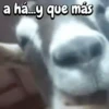 Funny Goat 🐐 10