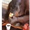 Monky amigos oficial 🐵 21