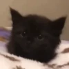 Gatitos random 💥😼 16