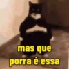 Reactions de gatin 11