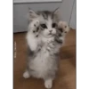 🌈🐈‍⬛✨️Gatos Funny Mood✨️🐈‍⬛🌈 11
