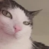 Gato juzgón