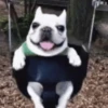 Cachorro meme 10