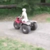 Memes de Cachorro engraçado 25