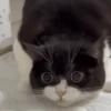 Gatos FoFoS 23