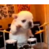 Pibble perro Tiktok 😎 11