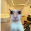 Gatitos pa tu Chat 2😹😻 10