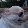 Reações | reactions 🐶🐈 16