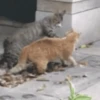 Ay mi gatito miau 😺Don Ramón🗣️ 17