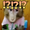 🙈Reacciones de Monos/Monkeys🙉 10