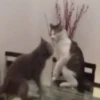 Ay mi gatito miau 😺Don Ramón🗣️ 21