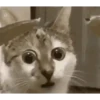 Historias Gatunas Gatos 13