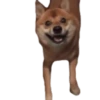 😁 Dancing Memes 16