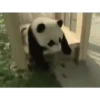 Pandaa 🐼 10