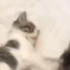 Ay mi gatito miau 😺Don Ramón🗣️ 30