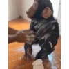 Monky amigos oficial 🐵 22