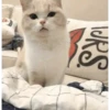 🌈🐈‍⬛✨️Gatos Funny Mood✨️🐈‍⬛🌈 17