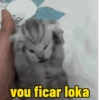 Gatos memes 5