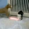 Memes de Cachorro engraçado 19