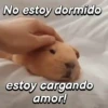 Hámsters divertidos!🐹 15