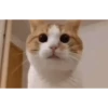 Historias Gatunas Gatos 5