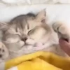 Gatos sin Sentido😺🖤 10