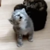 TÔ COM SONO 6