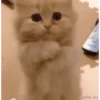 Gatitos random 💥😼 8