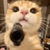 Mas Gatitos Randomcitos 🐾🐱 12