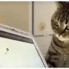 Gatos FoFoS 20