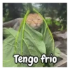 Tengo frío