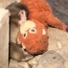 Punch monito 🙈 peluche 🧸 19