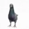 Animais em movimento 11