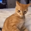 Gatos cura depresión😻animado 8