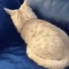 Memes Mov ● 9