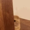 Cat 6
