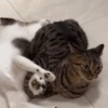 Ay mi gatito miau 😺Don Ramón🗣️ 20