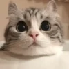 CAT 🩷 24