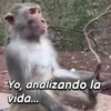 Yo, analizando la vida...