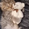 Gatinho Abraçando Ursinho de Pelúcia