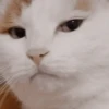 Gato Sério