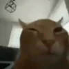 Reactions de gatin 12
