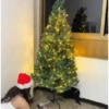 Gata loca 14