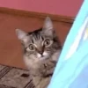 🌈🐈Reaccion Gatos Pal Chat🐈‍⬛🌈 20