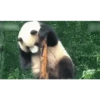 Pandaa 🐼 9
