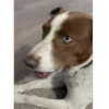 Cachorro meme 13