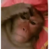 BICHINHOS FOFOS 7