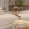 DogsFOFOS 13
